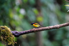 Aethopyga nipalensis