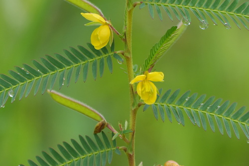 Chamaecrista nomame, photograph 1