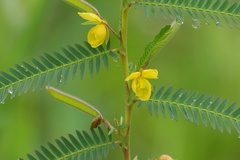 Chamaecrista nomame, photograph (c) WATANABE Hitoshi 渡辺仁, some rights reserved (CC BY)