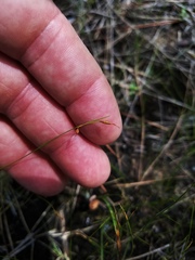 Rhynchospora oligantha