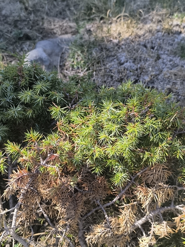 common juniper