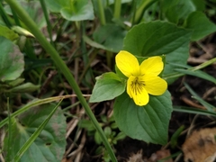 Viola acutifolia