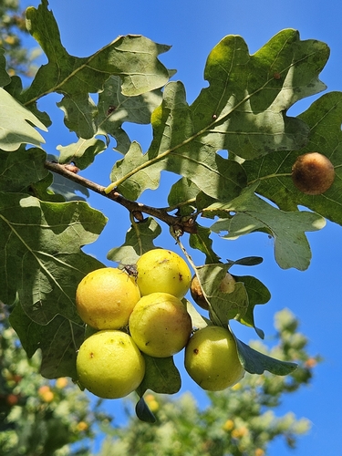 Cherry Gall Wasp