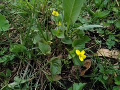 Viola acutifolia