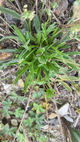 Buck's-horn Plantain