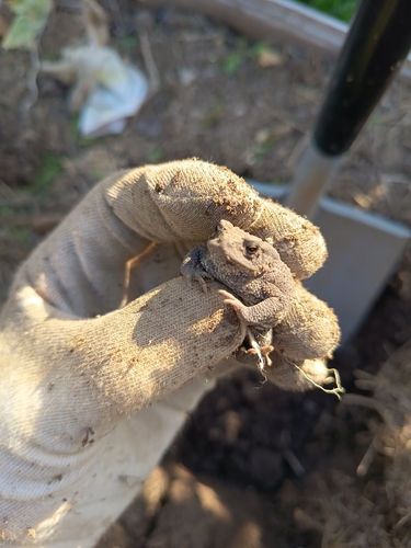 European Toad