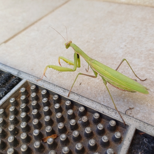 European Mantis
