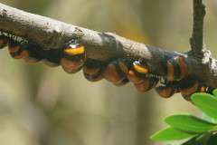 Libyaspis coccinelloides