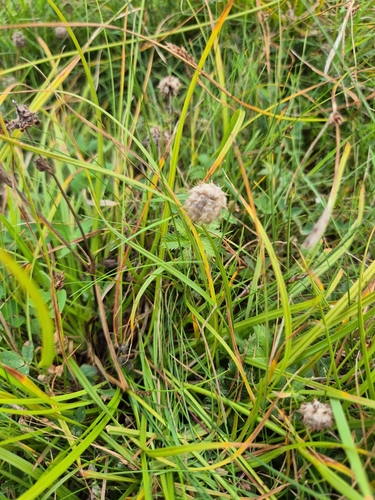 Strawberry clover