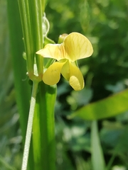 Lathyrus aphaca