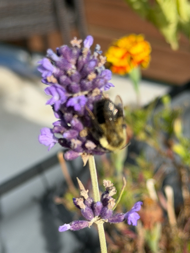 Common Eastern Bumble Bee