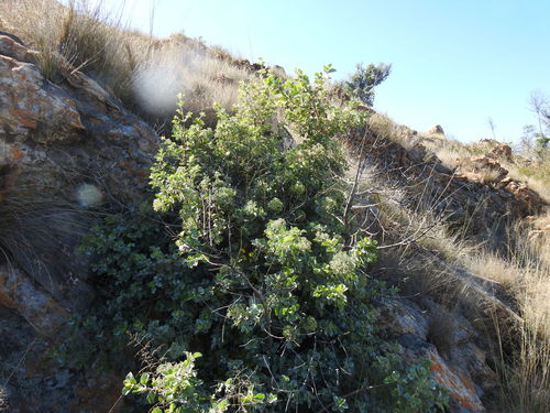 Brittlewood nuxia (Nuxia congesta)