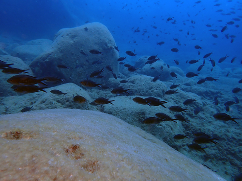 Mediterranean Damselfish
