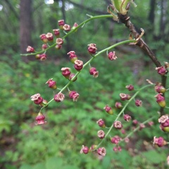 Ribes atropurpureum