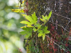 Pyrrosia polydactylos