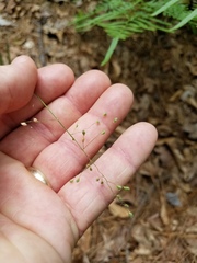 Dichanthelium angustifolium