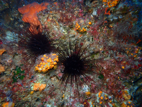 Hatpin Urchin