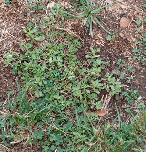 Common Purslane