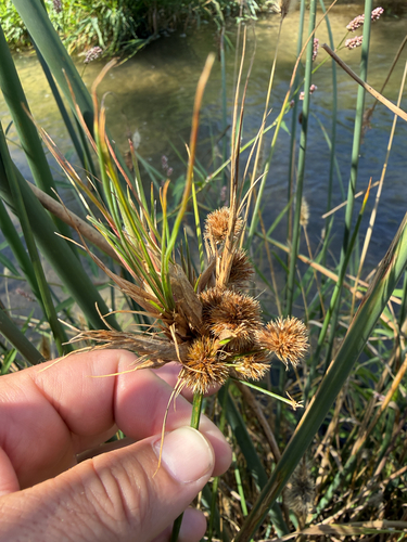 Juncus torreyi, photograph 3
