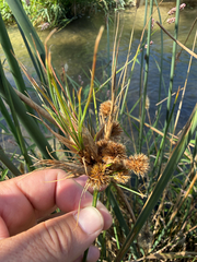 Juncus torreyi, photograph (c) Jes Gray, some rights reserved (CC BY)