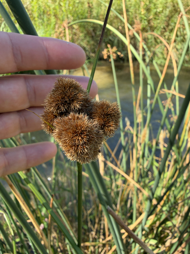 Juncus torreyi, photograph 2