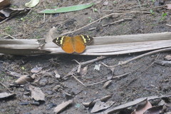 Aterica rabena
