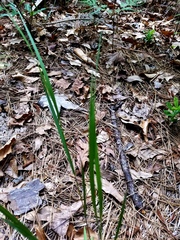 Dichanthelium angustifolium