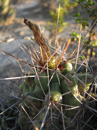 Thelocactus leucacanthus