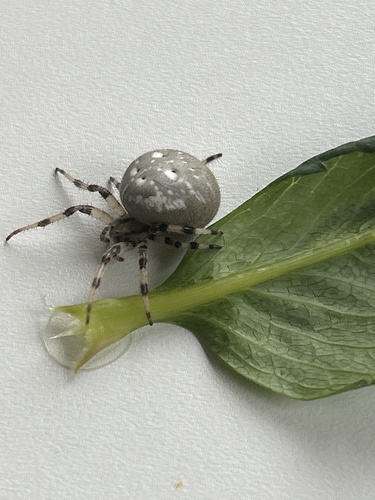 Four-spot Orbweaver
