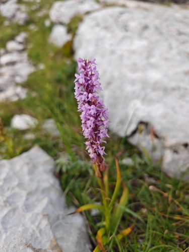 Gymnadenia conopsea observed 2026-08-29