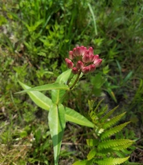Asclepias rubra