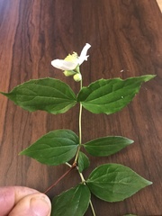 Philadelphus inodorus