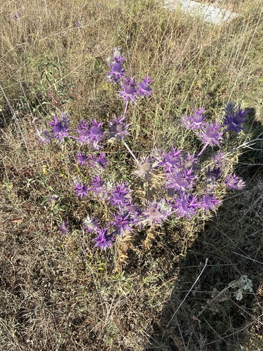 Leavenworth's eryngo