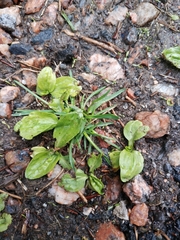 Plantago major
