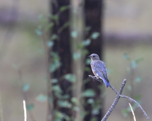 Western Bluebird