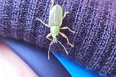 Polydrusus formosus