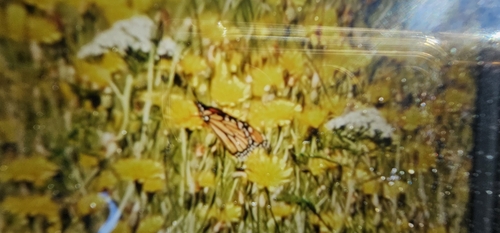 Monarch