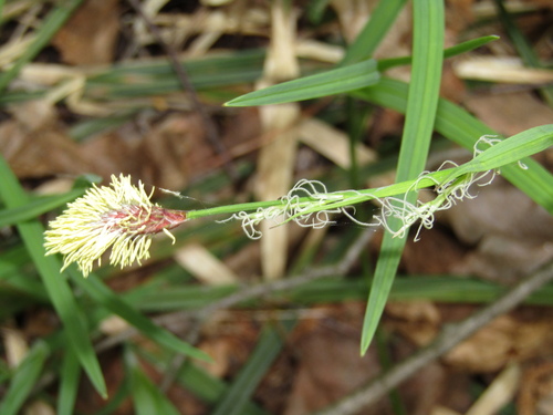 Carex pilosa, photograph 6