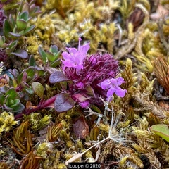 Thymus praecox britannicus