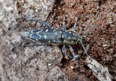 Xylotrechus rusticus