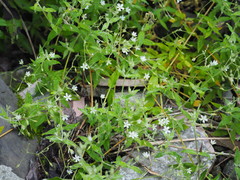 Stellaria vestita