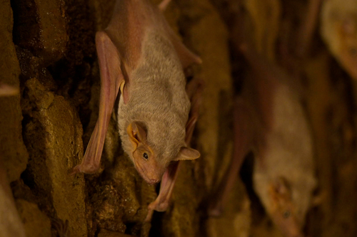 Naked-rumped Tomb Bat