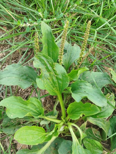 greater plantain