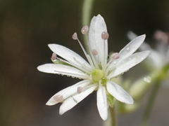 Stellaria vestita