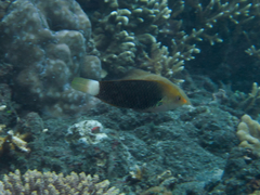 Halichoeres podostigma