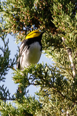 Setophaga chrysoparia