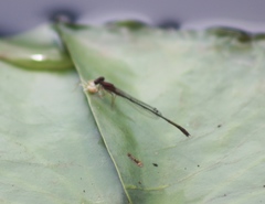 Enallagma dubium