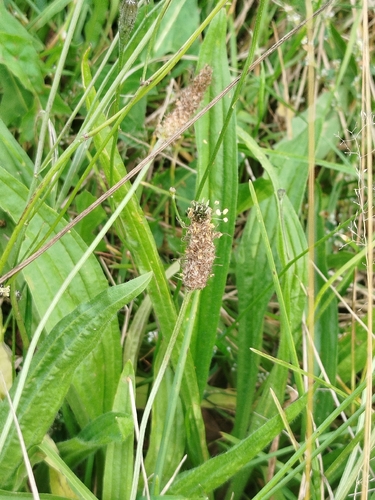 ribwort plantain