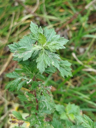 common mugwort