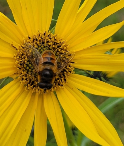 Common Drone Fly